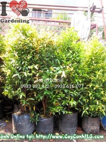 Chăm sóc cây hồng lộc cao 140cm – tưới nước phân bón cắt tỉa đúng cách