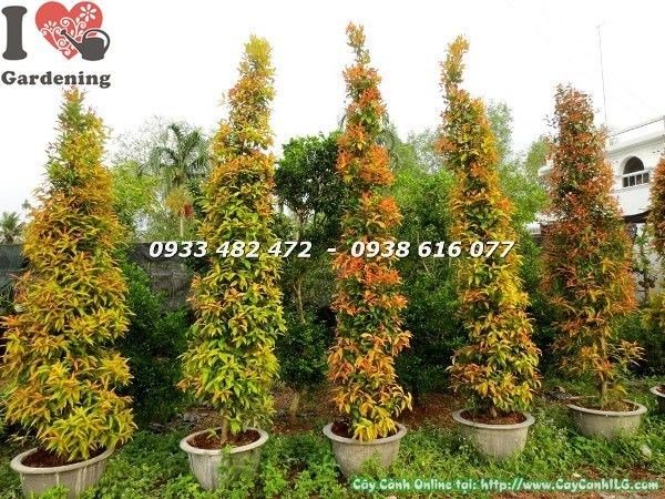 Cây Hồng Lộc cao 3m Ms 22604 - cây cảnh ngoại thất đẳng cấp cho công trình lớn