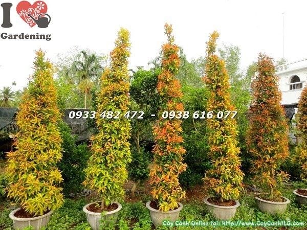 Cây Hồng Lộc cao 3m - chồi hồng bung đẹp tán rộng phù hợp công trình cảnh quan lớn