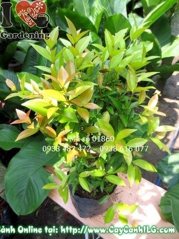 Cây hồng lộc 40cm chồi đỏ hồng rực rỡ – cung cấp sỉ lẻ tại ILG