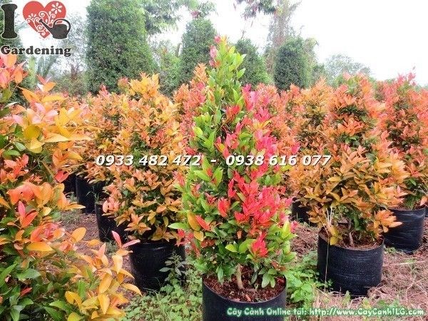 Lá non đỏ rực của cây hồng lộc sau khi cắt tỉa