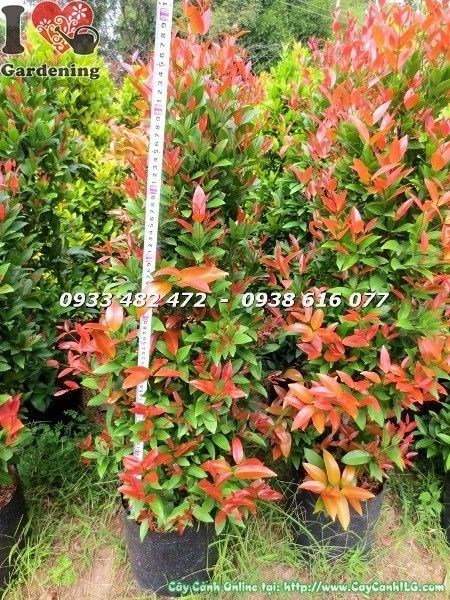 Cây Hồng Lộc Đỏ khỏe mạnh, lộc đỏ đẹp – không sâu bệnh