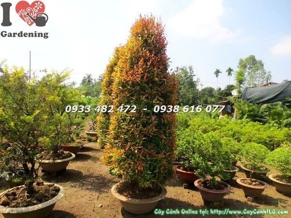 Cây hồng lộc lớn cao 3m5 - chồi đỏ rực, tán xanh đậm, phù hợp trồng công trình