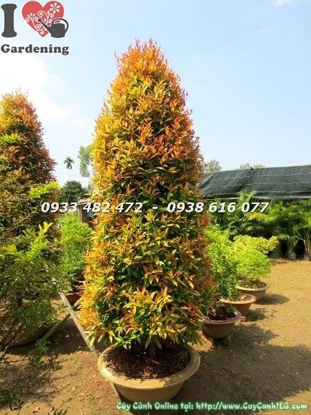 Cây hồng lộc lớn cao 3m5 - thân gỗ vững chắc, tán xanh đỏ rực, trồng công trình