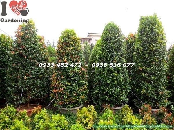 Cây hồng lộc tán tròn cao 3m – chồi non đỏ hồng rực rỡ