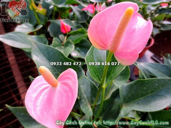 cây hồng môn giống - trồng trong chậu nhỏ trang trí nội thất