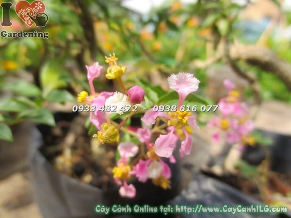 cây hồng ngọc mai có trái cao 20cm - Ms 18576