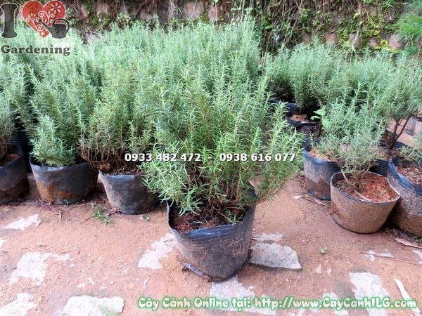 Cây hương thảo bụi lớn cao 40cm – lộ trình phát triển bụi trưởng thành