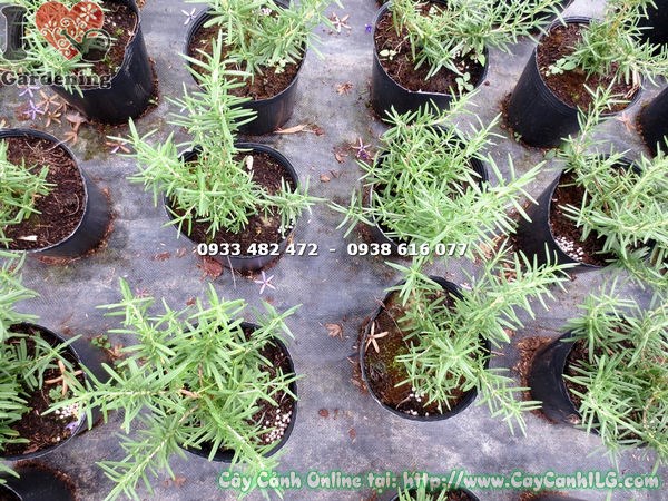 Đặc điểm lá và hoa cây hương thảo