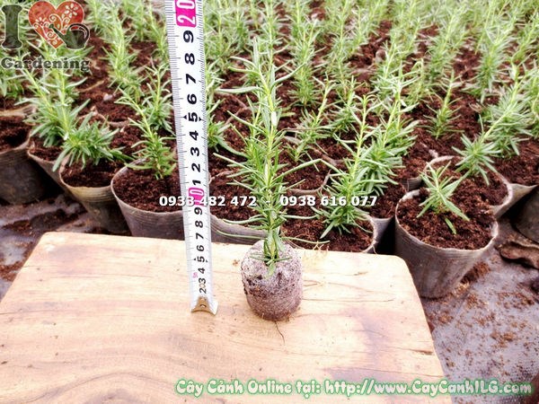 Hướng dẫn chăm sóc cây hương thảo giống 10cm