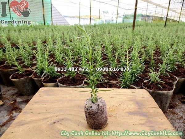 Cây hương thảo giống cao 10cm – Ms 13300 tại ILG