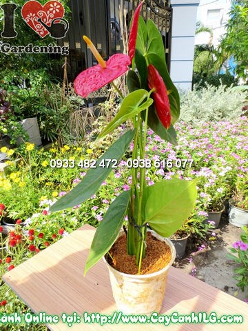Cây Huyết Môn lớn – mo hoa đỏ rực rỡ tại ILG