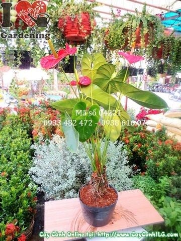 Cây huyết môn giống tại vườn ILG