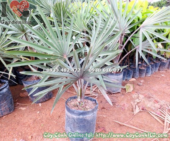 Cây kè bạc giống 50cm khỏe mạnh, bộ lá bạc đẹp