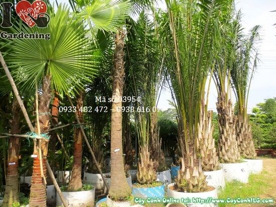 Cây kè đỏ cao 4m – Ms 03954 tại vườn ILG