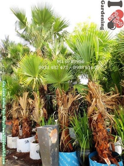Cây kè lá xanh trồng cảnh quan sân vườn nhà phố và biệt thự