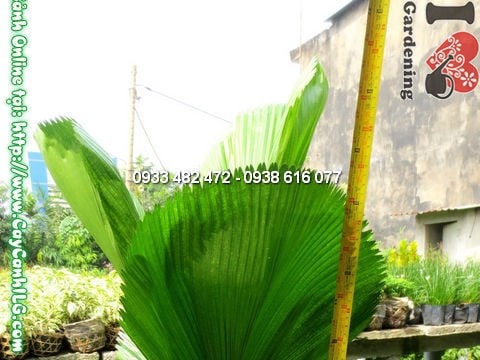 Kè Nhật cao 80cm – ưa nắng, phát triển tốt ngoài trời và ban công
