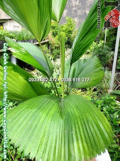 Cây Kè Nhật 80cm – giai đoạn phù hợp cho vườn nhà và ban công
