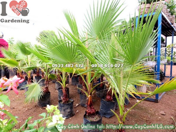 Cây Kè Xanh giống trồng ngoài trời nhận đủ ánh sáng mặt trời