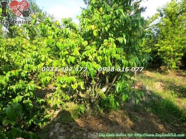 Cây khế gân đẹp cao 1m gốc lớn Ms 21543 - điểm nhấn sân vườn