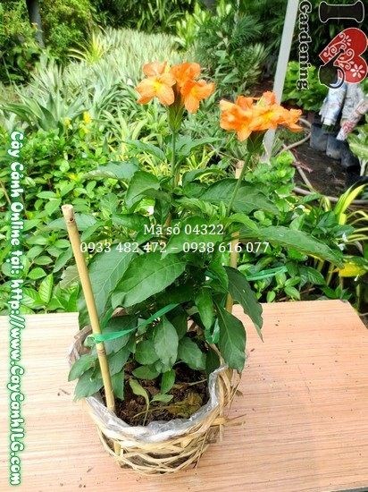 đặc điểm cây kim đồng cam hoa màu cam đỏ