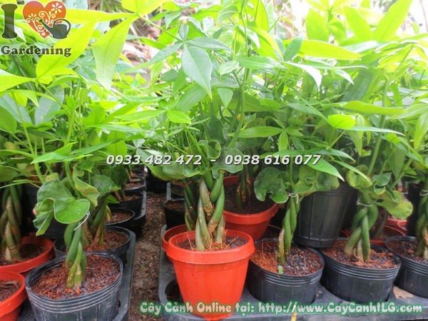 Cây kim ngân cao 25cm dáng bím thắt đặc trưng