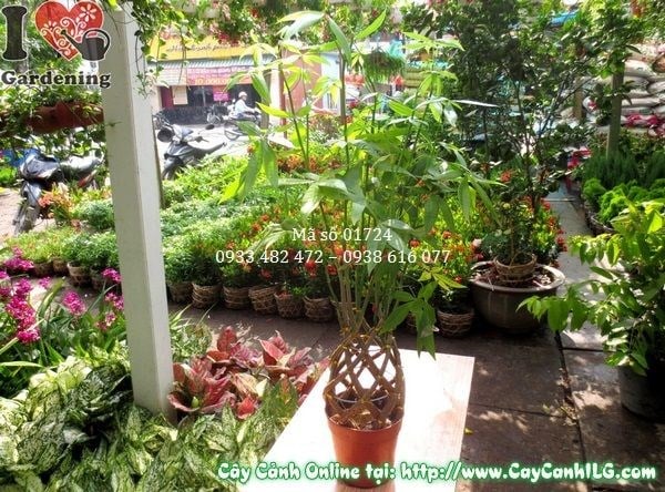 Cây kim ngân khỏe mạnh lá xanh bóng đẹp