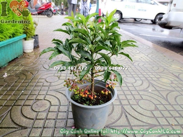 Cây kim ngân lượng trồng tại Việt Nam cao 30cm – lá xanh mướt viền sóng đặc trưng