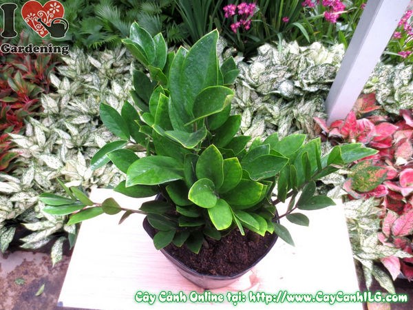 Cây Kim Phát Tài đặt trong nhà gần cửa sổ