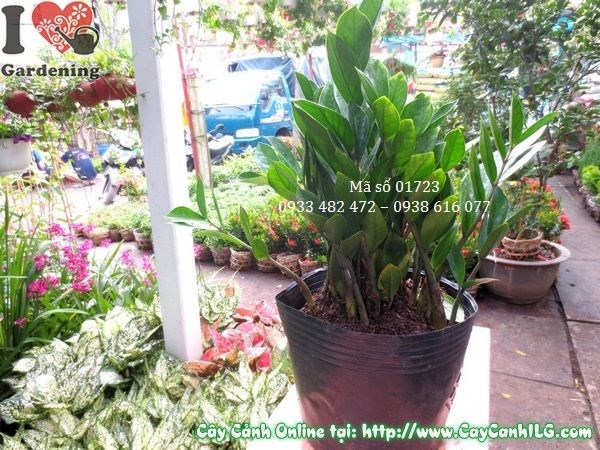Cây Kim Phát Tài khỏe mạnh xanh tươi