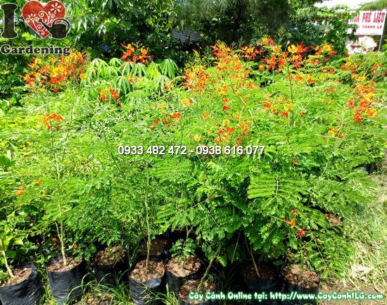 Cây kim phượng điệp cúng trồng cảnh quan hàng rào đẹp