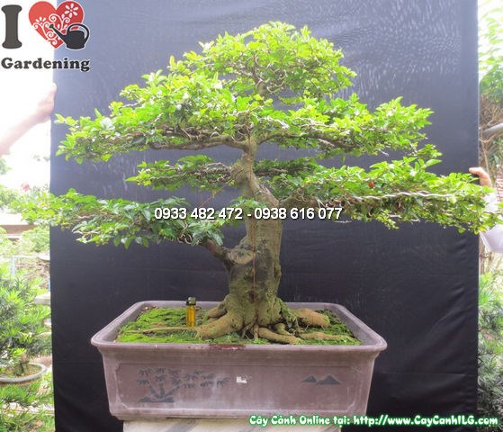 Cây kim quất bonsai đẹp cao 65cm hoành 38cm Ms12598 mặt chính diện