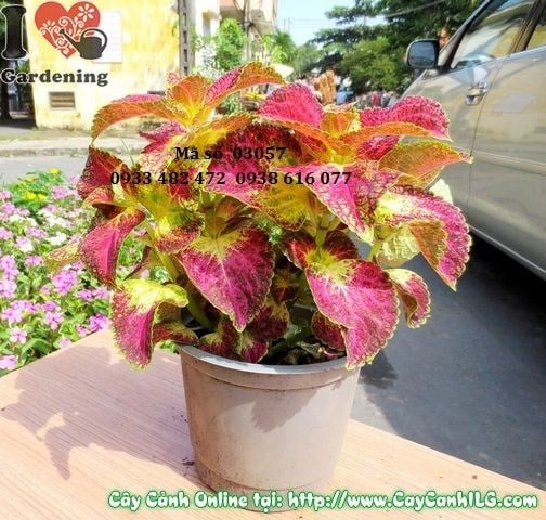 Cây lá gấm đỏ đặt trong chậu nhỏ trang trí nội thất