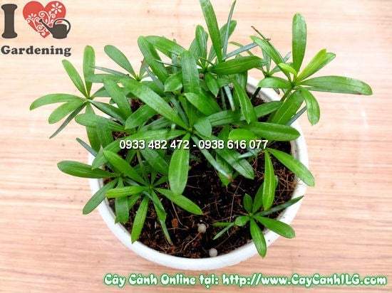 Cây La Hán Tùng Con 10cm - dáng bé nhỏ xinh xắn, thích hợp trang trí bàn làm việc