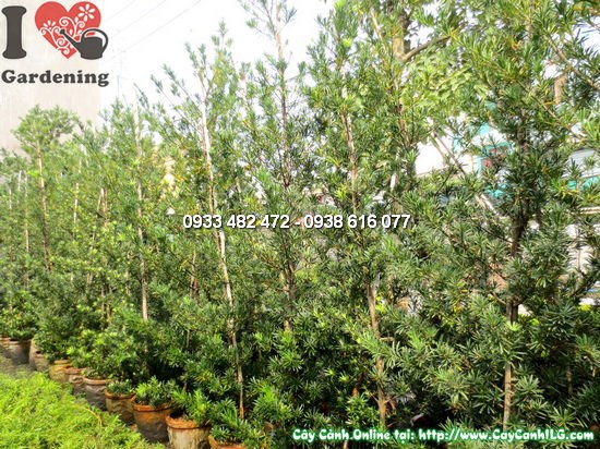 Cây La Hán Tùng Tháp tại vườn ILG nhiều kích thước