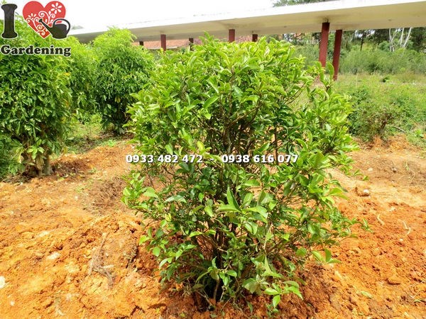 đặc điểm cây lài hai màu cắt tròn cao 1m