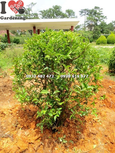 hoa cây lài hai màu trắng tím đẹp
