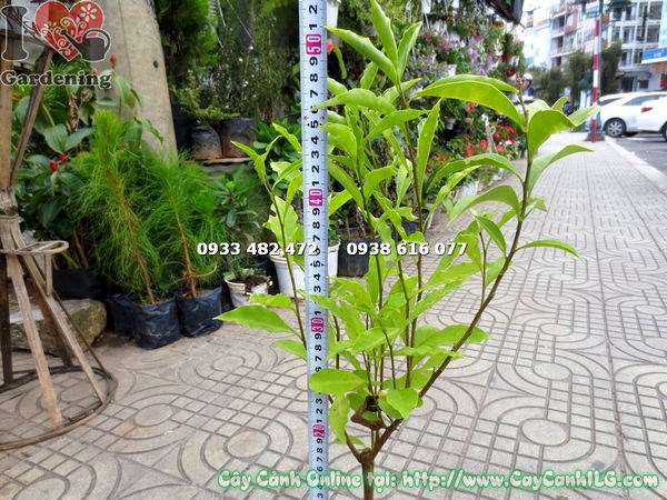 Cây lài hai màu ứng dụng trong thiết kế cảnh quan sân vườn