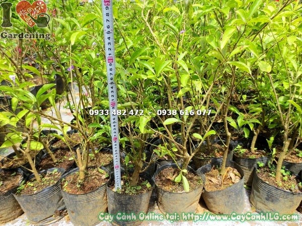 hoa cây lài nhật đổi màu tím trắng