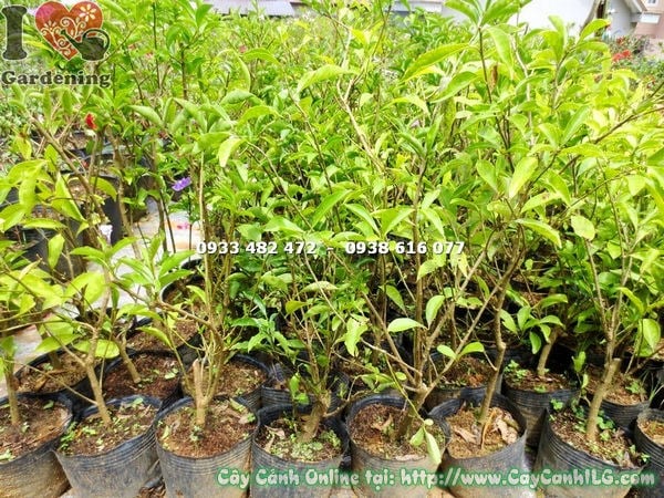 cây lài nhật cao 50cm trồng sân vườn cảnh quan