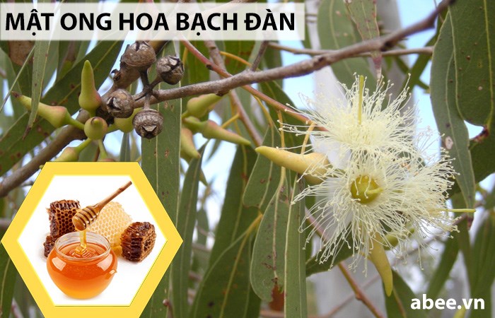 mat-ong-hoa-bach-dan-abee