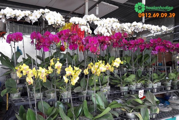 Cửa hàng bán hoa lan hồ điệp tại quận Tân Bình - TpHCM