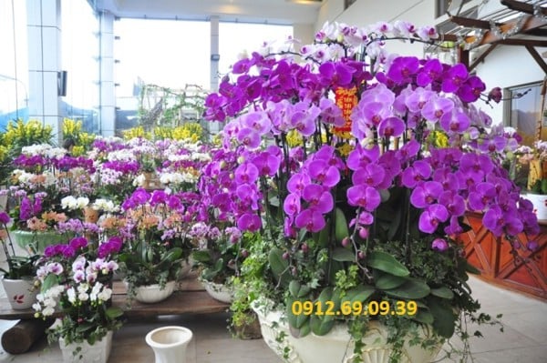 Cửa hàng hoa lan hồ điệp tại huyện ba Vì Hà Nội