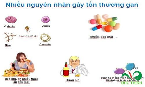 cay an xoa tri ung thu gan 1