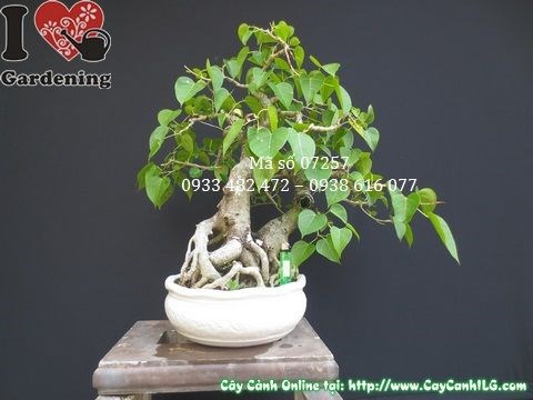 Cy B  Bonsai (Cao 50cm  Ms: 07257)  Vn m cy hoa cnh ILG