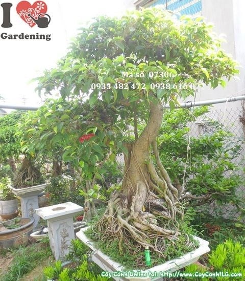 Cây Sanh Bonsai Già Dáng Đẹp (Cao 110cm – Ms: 07306) – Vườn ươm ...