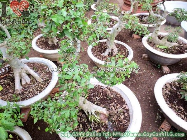 Cy Sung Bonsai (Cao 80cm  Ms: 18382)  Vn m cy hoa cnh ILG
