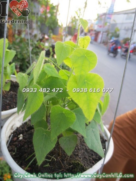 Khám Phá Anh Sâm Sâm - Siêu Thực Phẩm Dinh Dưỡng Cho Sức Khỏe
