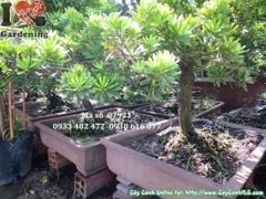 Cây Vạn Niên Tùng Kim Cương Bonsai Dáng Nghiêng (Cao 80cm – Ms: 07921)