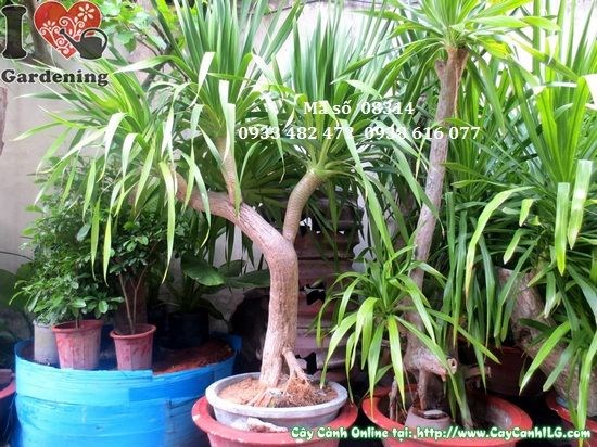 Cây Phát Tài Núi Cao 2,5m – Ms 08314 tại vườn ILG